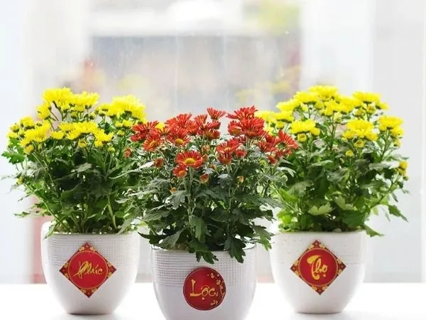 Chậu hoa lan hồ điệp quý hiếm tặng mẹ vợ