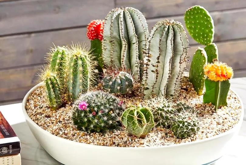 Chậu xương rồng đá mang vẻ sắc sảo dành cho những tâm hồn cá tính