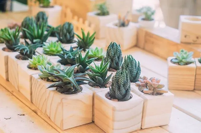 Chậu cây nhỏ mang đến năng lượng tích cực cho cô ấy, điểm tô cho không gian sống