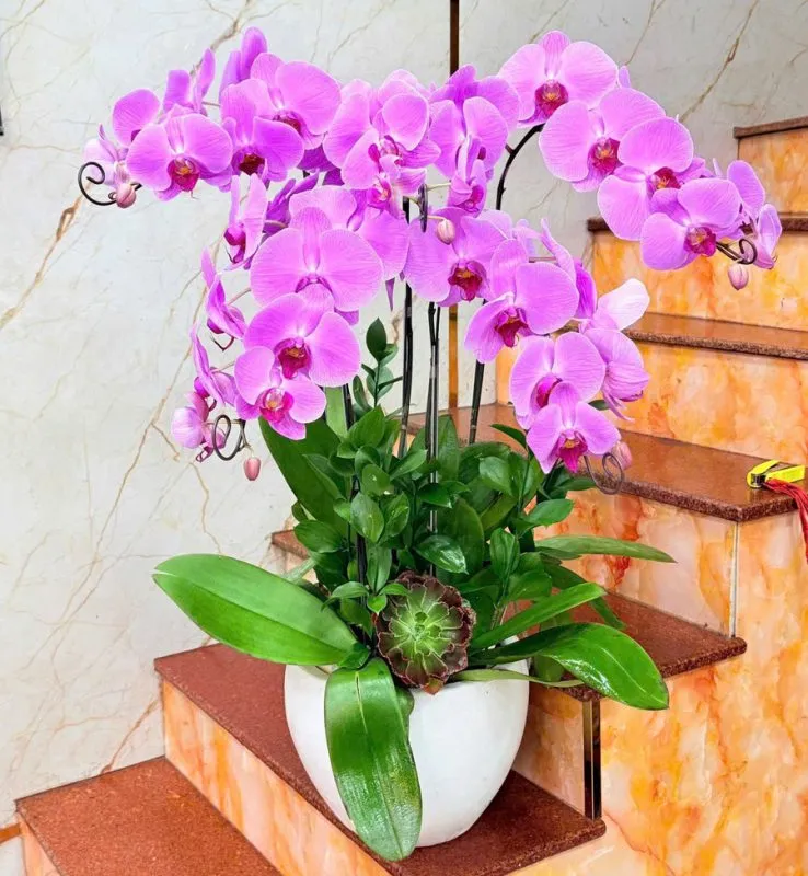 Hoa lan – vẻ đẹp sang trọng, tượng trưng cho sự yêu thương bền lâu