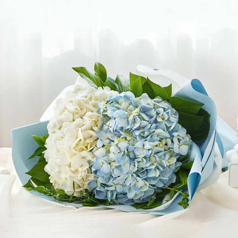 Cẩm tú cầu – biểu trưng cho sự chân thành và lòng biết ơn sâu sắc