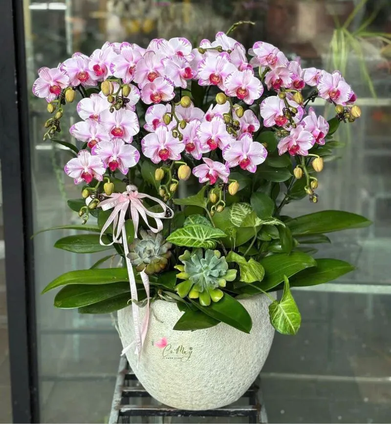 Bình lan nhẹ nhàng, tinh tế như lời chúc chị gái xinh đẹp, thành công