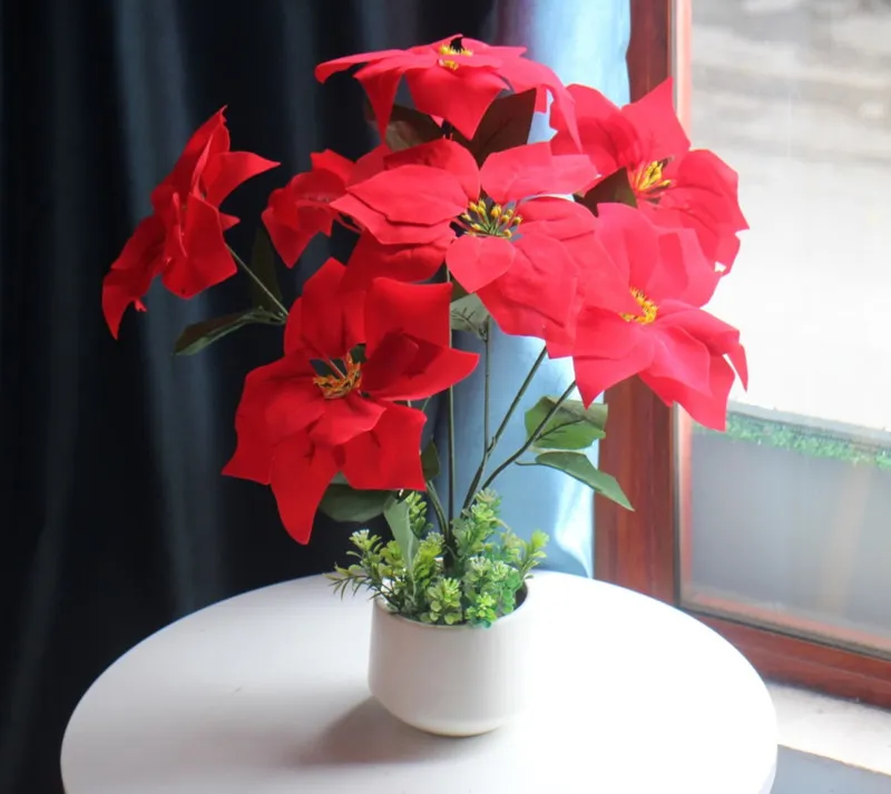 Chậu hoa trạng nguyên đỏ rực chúc mừng sinh nhật