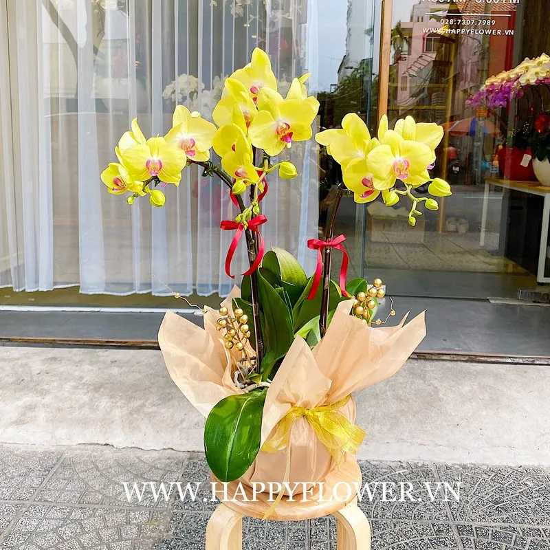 Chậu lan hồ điệp vàng 3 cành sang trọng