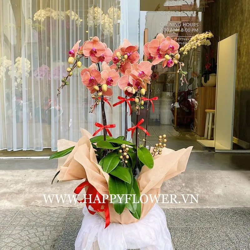 Chậu lan hồ điệp màu cam lạ mắt và độc đáo