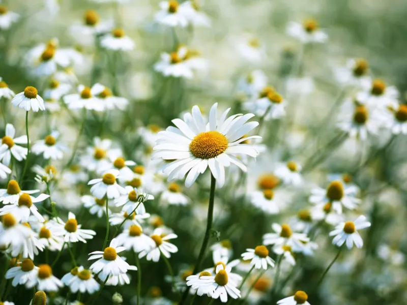 Bó cúc Daisy trắng mộc mạc dành tặng người yêu