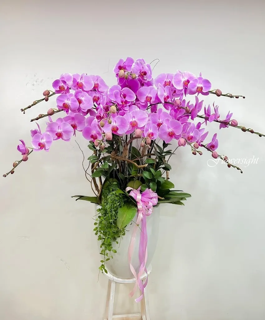 Hoa lan hồ điệp quy phái