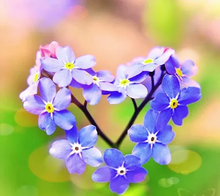 Hoa lưu ly xanh biếc nhẹ nhàng gửi gắm lời nhắn đừng bao giờ quên nhau