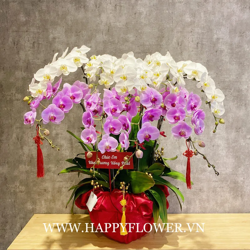 chậu hoa sinh nhật lan hồ điệp trắng mix lan hồ điệp tím