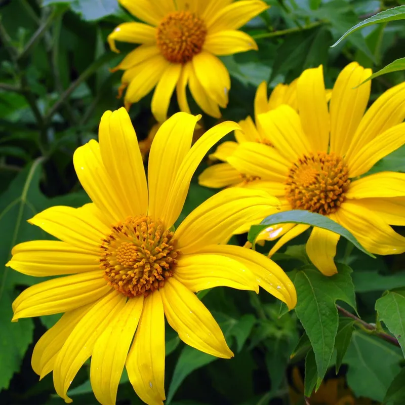 hoa sinh nhật dã quỳ vàng rực rỡ