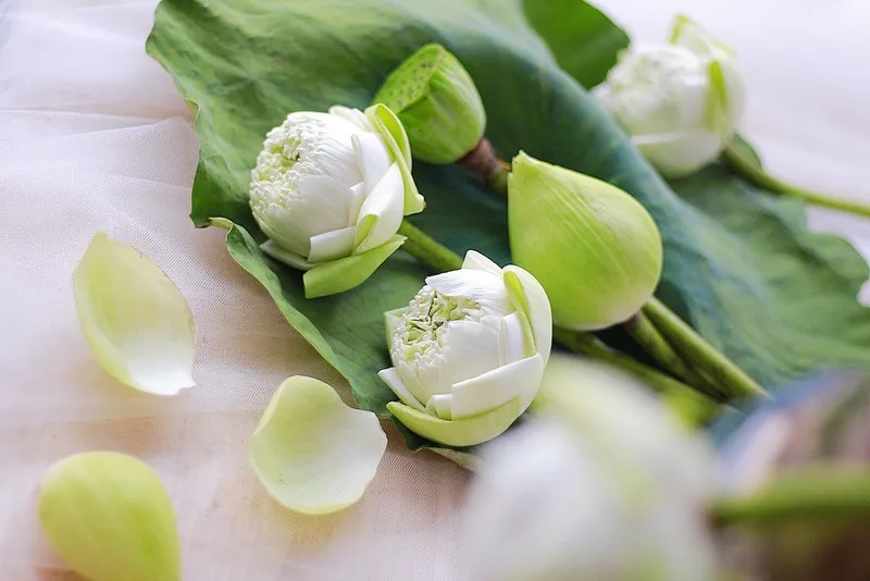 tặng hoa sinh nhật sen trắng