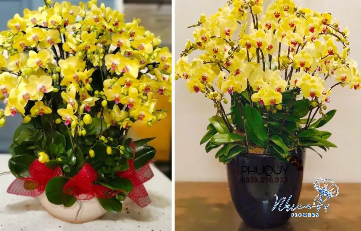 Các mẫu lan hồ điệp giá trị nhất