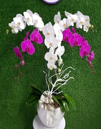 Lan hồ điệp tím sang trọng dành tặng mẹ trong ngày sinh nhật 2026