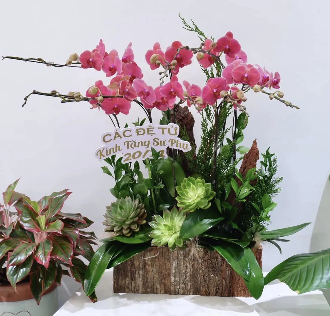 Lẵng hoa lan chúc mừng sinh nhật tháng 8