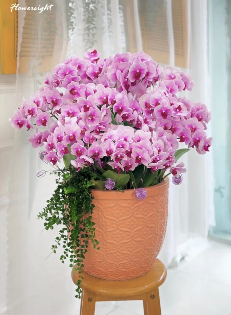 Chậu hoa lan hồ điệp tím quý phái