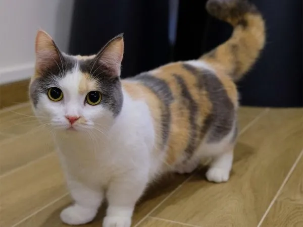 Mèo là con vật kiêng kỵ khi tặng quà Tết theo phong tục