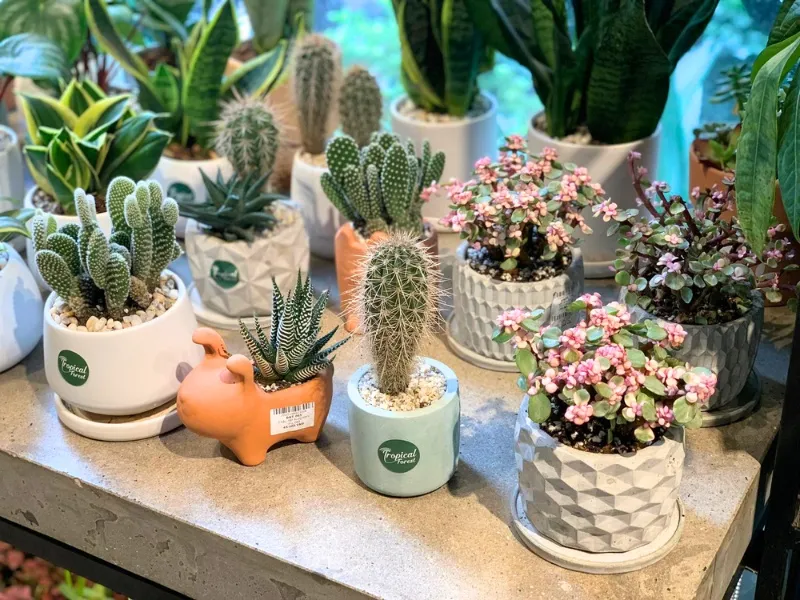 Chậu cây sen đá nhỏ trang trí bàn làm việc làm quà tặng bạn nữ