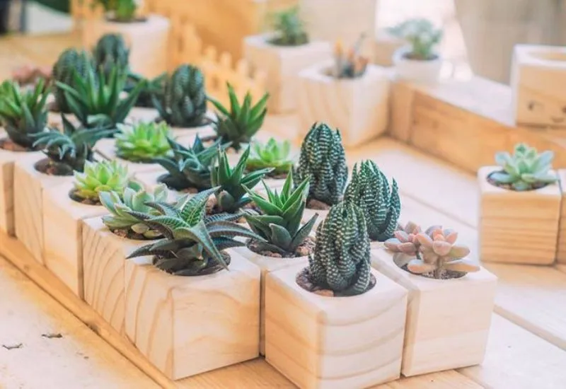 Chậu cây cảnh để bàn quà sinh nhật nhỏ xinh xanh mát