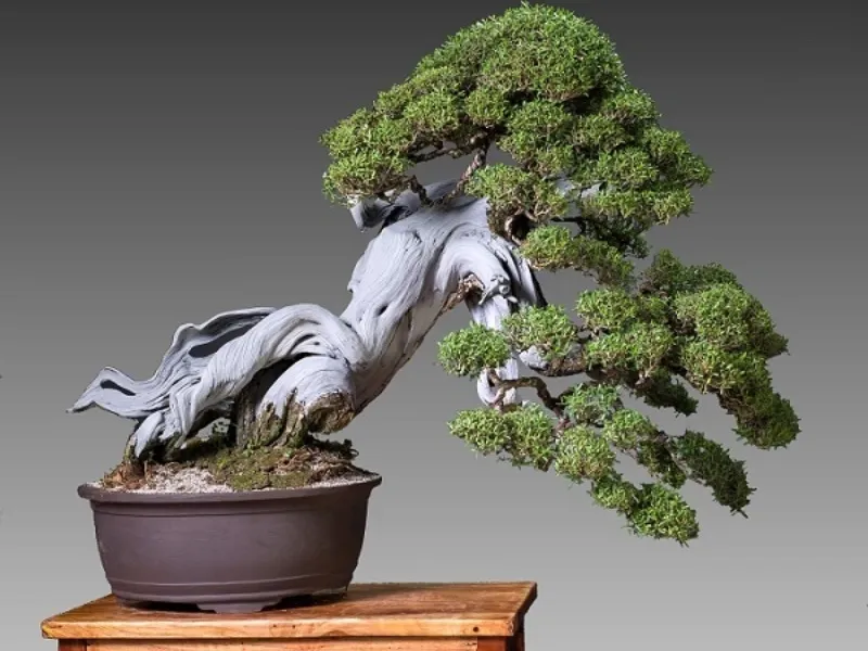 Châu cây cảnh bonsai phong thủy tặng sinh nhật