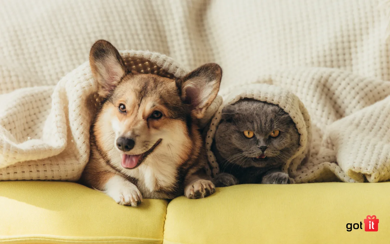 Quà tặng sinh nhật cho bạn thân với người bạn thú cưng đáng yêu