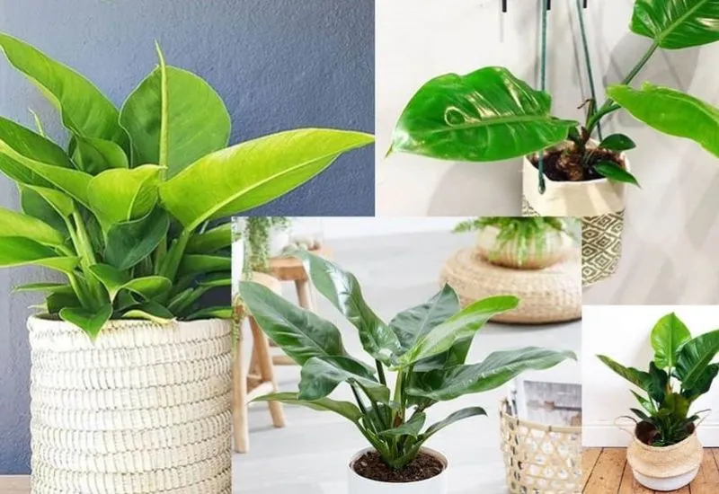 Chậu hoa lan hồ điệp rực rỡ sắc xuân tặng gia đình người yêu