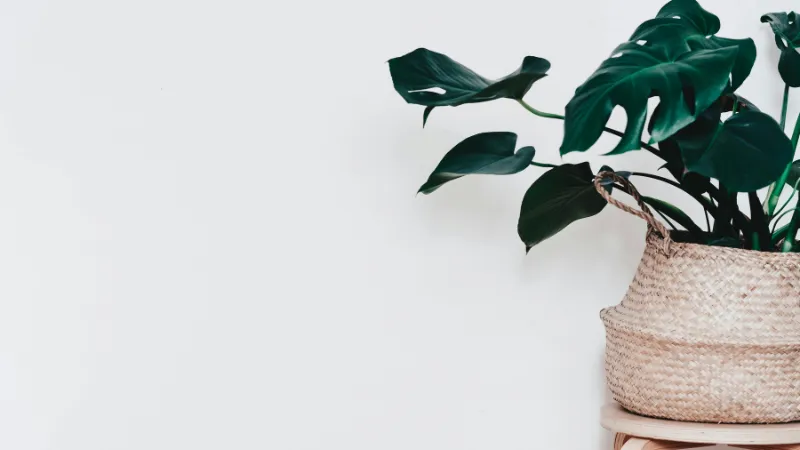 Cây cảnh để bàn