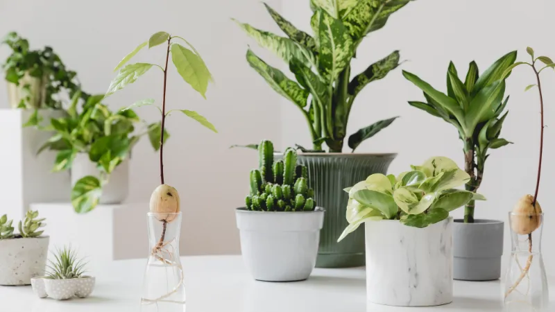 Cây cảnh mini để bàn làm quà tặng sinh nhật chị gái