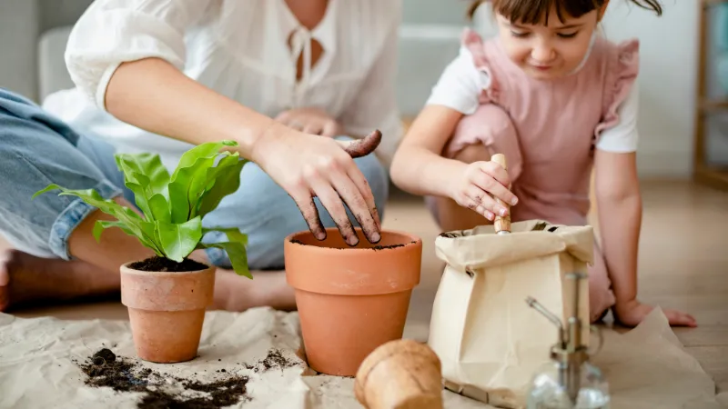 Chậu cây cảnh, quà tặng sinh nhật xanh tươi cho mẹ