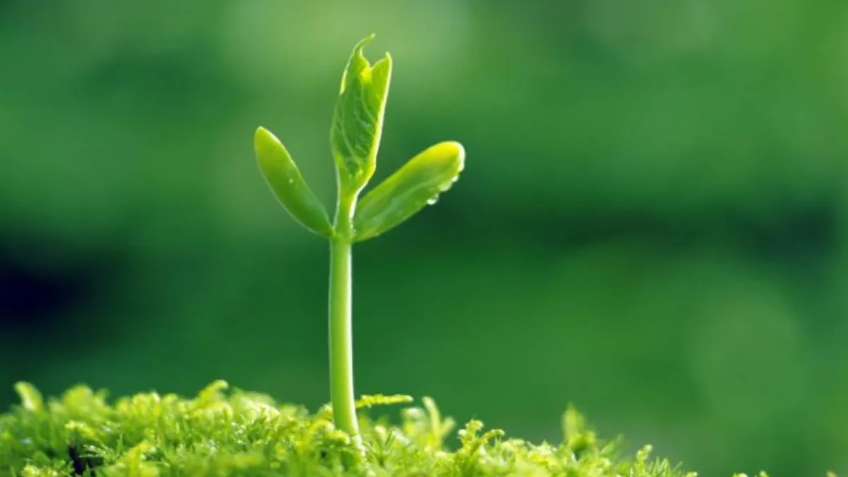 STT cuộc sống an nhiên theo lời phật dạy