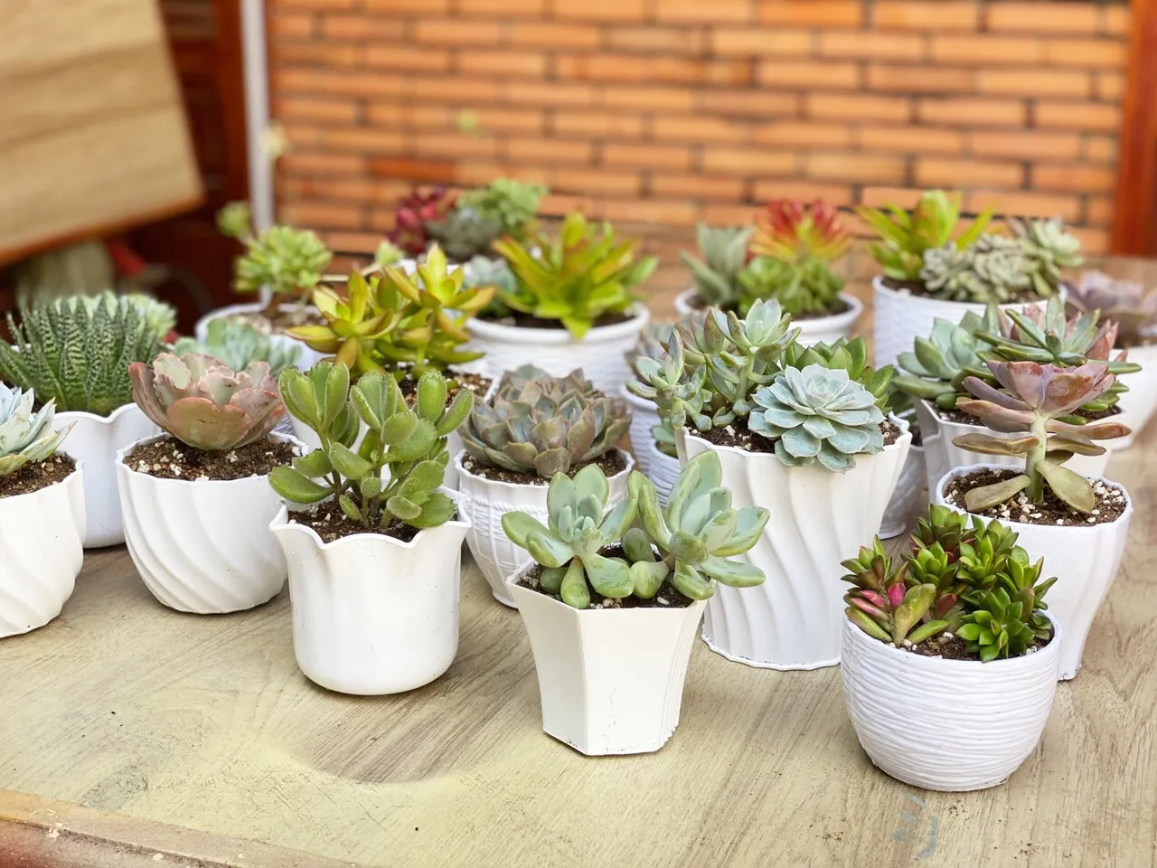 Chậu sen đá nhỏ xinh trang trí bàn làm việc cho nữ