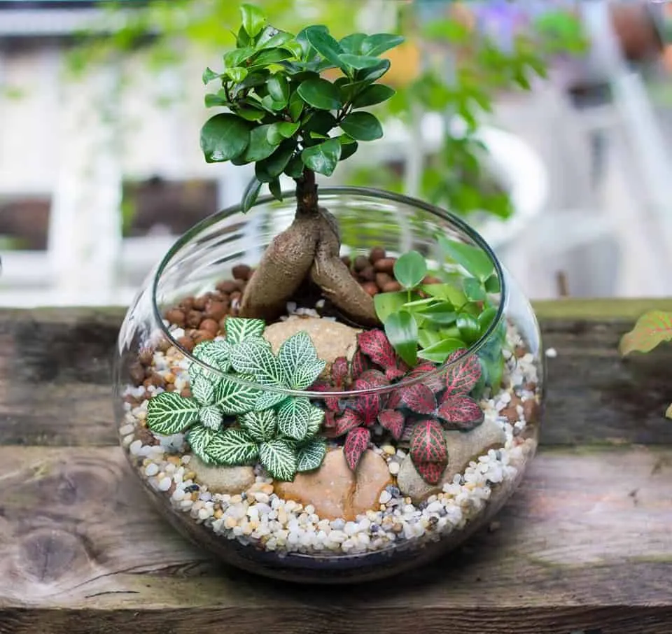 Chậu cây cảnh mini để bàn làm việc giúp lọc không khí và mang lại may mắn