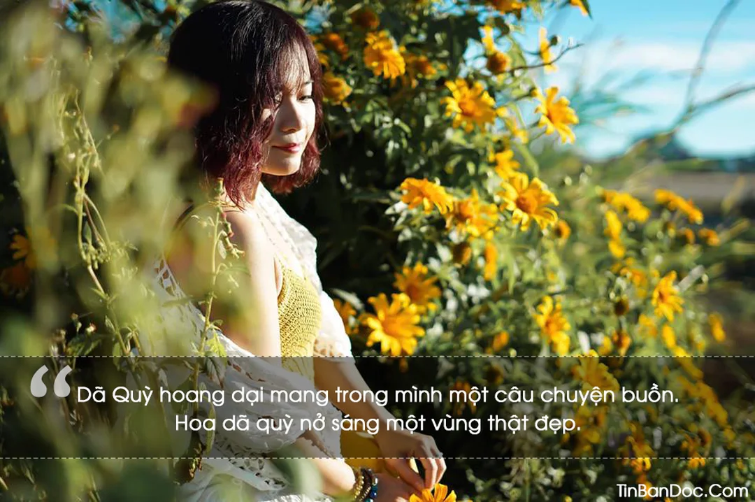 stt hay về hoa dã quỳ cảm xúc buồn nhẹ mùa hoa