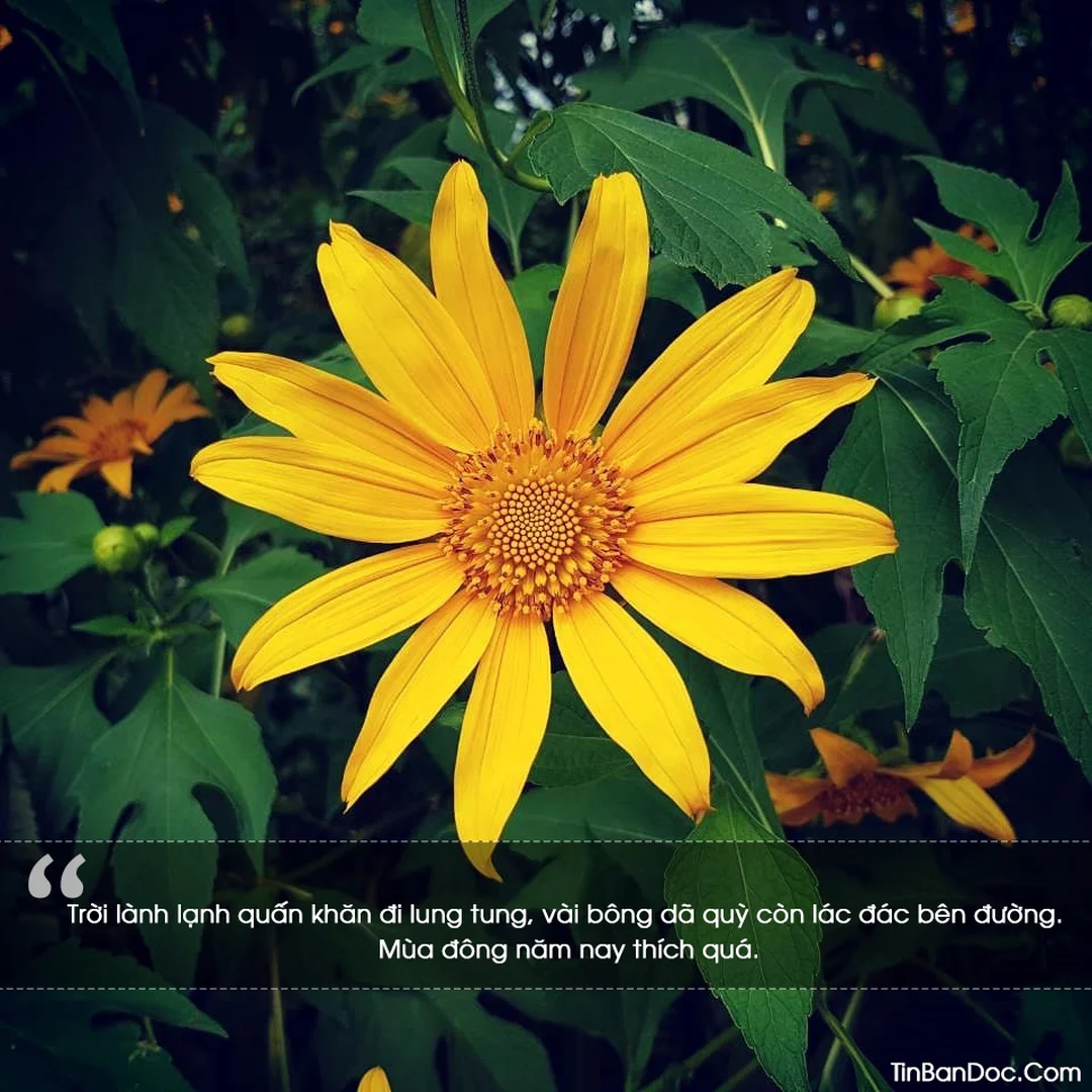 stt hay về hoa dã quỳ sắc vàng cao nguyên Đà Lạt