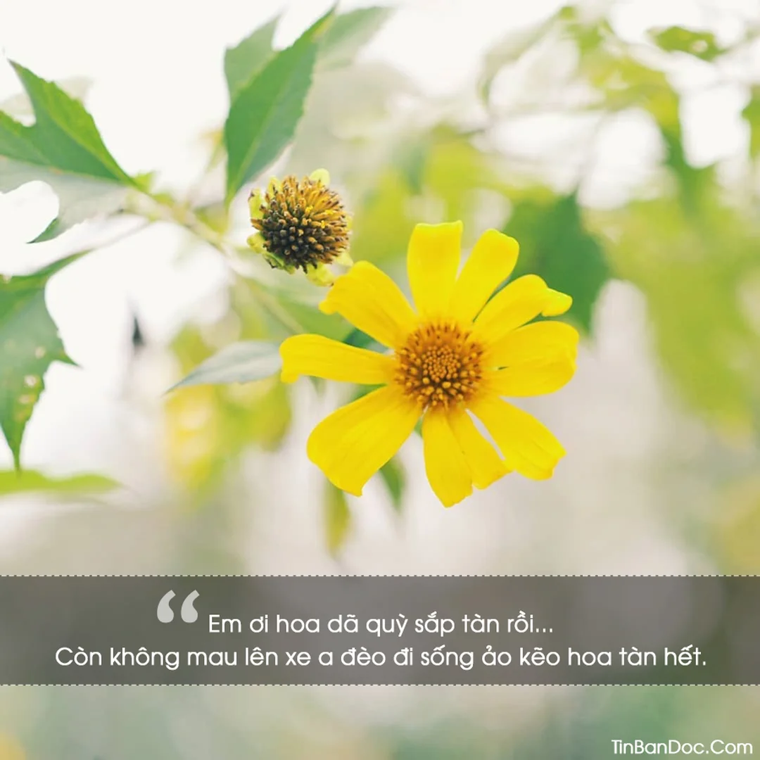 stt hay về hoa dã quỳ thanh xuân cung đường cao nguyên