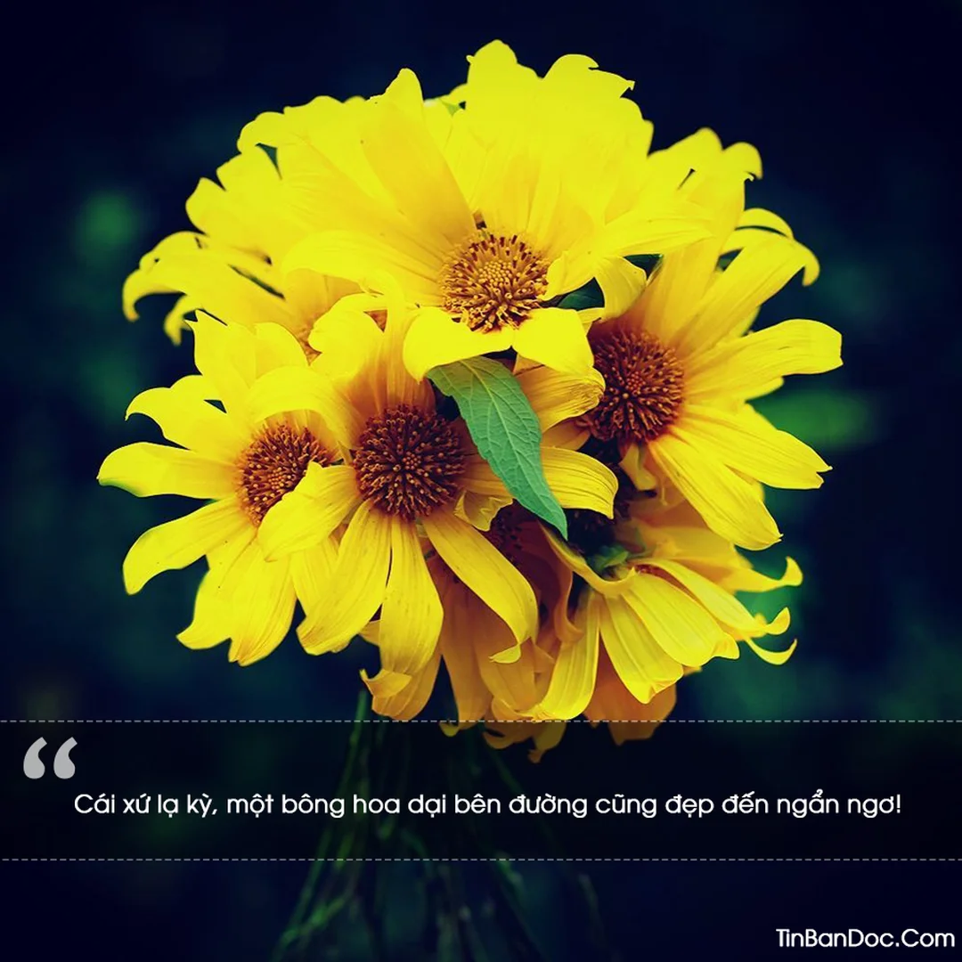 stt hay về hoa dã quỳ tình yêu đôi lứa cao nguyên