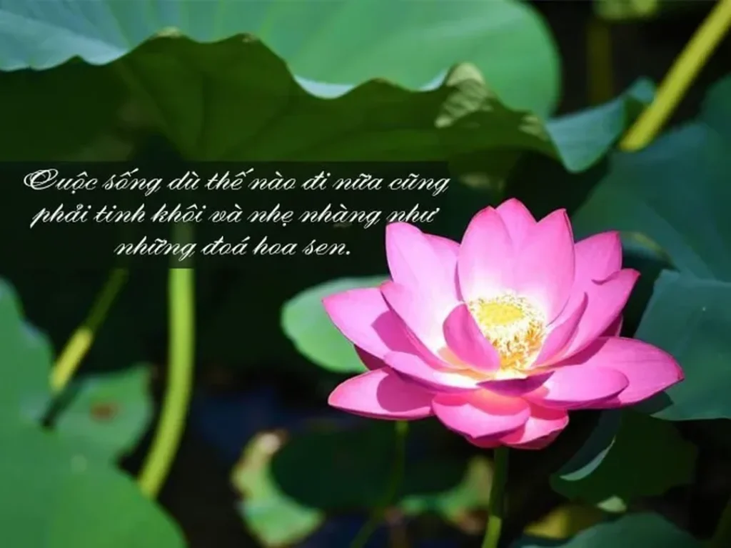 stt ve hoa sen va thieu nu hinh minh hoa 1